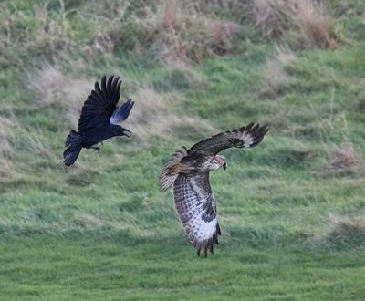 Buzzard and Crow