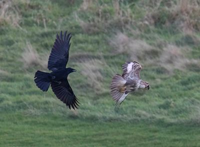 Buzzard and Crow