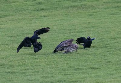 Buzzard and Crows