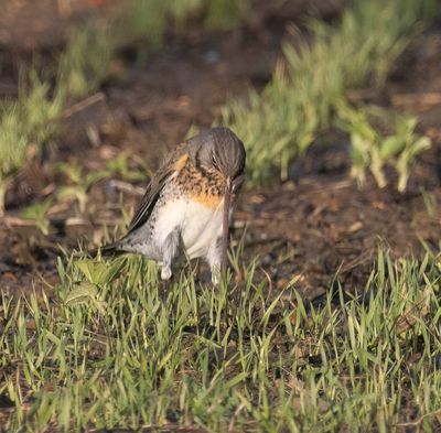 Fieldfare