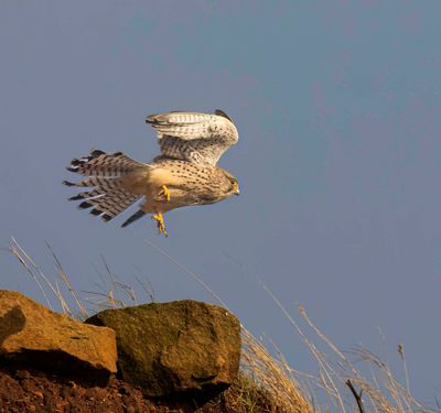 Kestrel (female)
