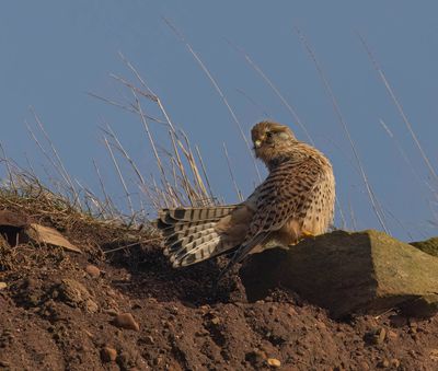 Kestrel (female)