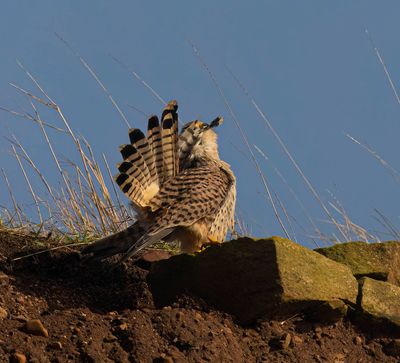 Kestrel (female)