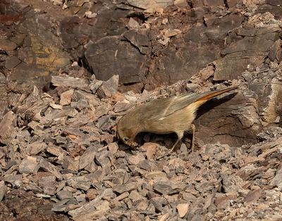 Black Redstart