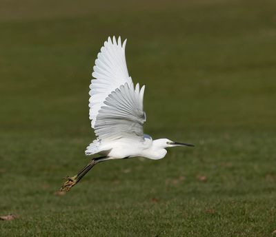 Little Egret