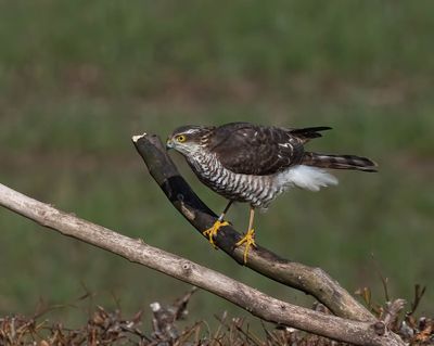 Sparrowhawk (1st w male)