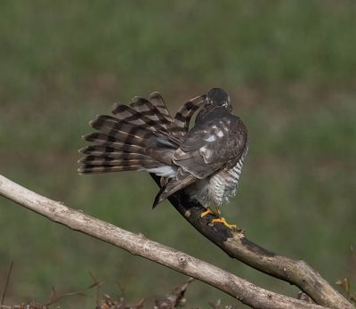 Sparrowhawk (1st w male)