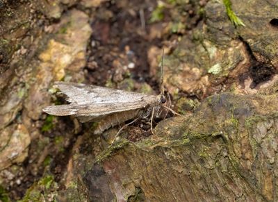 March moth (Alsophila aescularia)