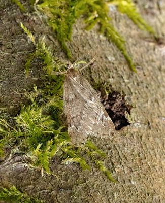 March moth (Alsophila aescularia)