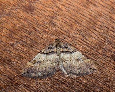 Shoulder Stripe (Earophila badiata)