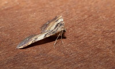 Shoulder Stripe (Earophila badiata)