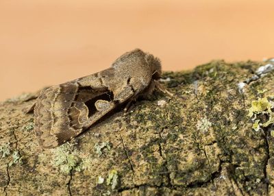 Hebrew Character (Orthosia gothica)