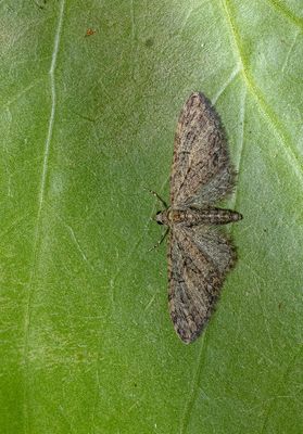 Brindled Pug (Eupithecia abbreviata)