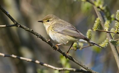 Willow Warbler