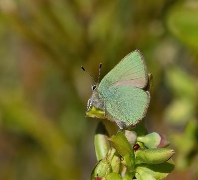 Green Hairstreak (Callophrys rubi)