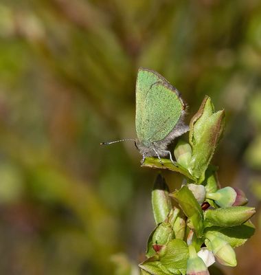 Green Hairstreak (Callophrys rubi)