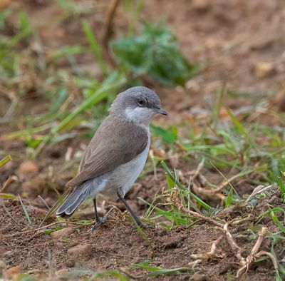 Lesser Whitethroat