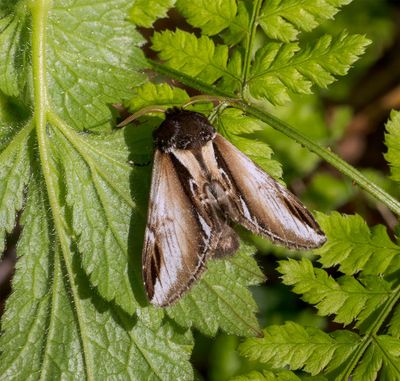 Lesser Swallow Prominent (Pheosia gnoma)