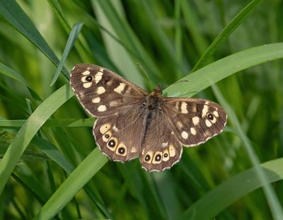 Speckled Wood (Pararge aegeria)