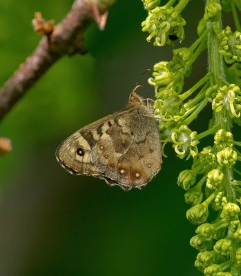 Speckled Wood (Pararge aegeria)