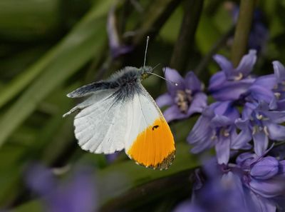 Orange-tip (Anthocharis cardamines)