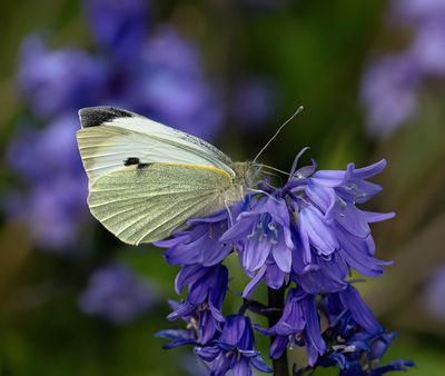 Large White (Pieris brassiciae)