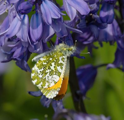 Orange-tip (Anthocharis cardamines)