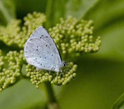 Holly Blue (Celastrina argiolus)