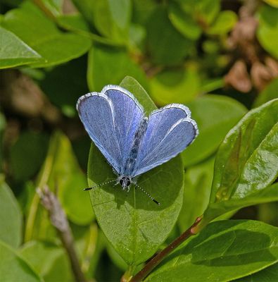 Holly Blue male (Celastrina argiolus)