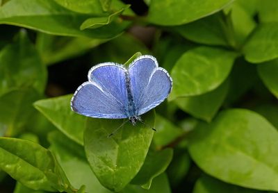 Holly Blue male (Celastrina argiolus)