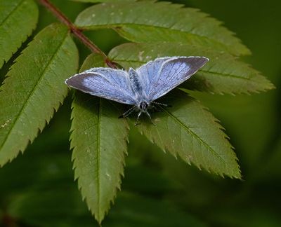 Holly Blue female (Celastrina argiolus)