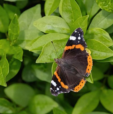 Red Admiral (Vanessa atalanta)