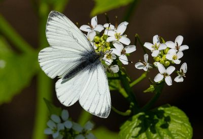 Green-veined White (Pieris napi)