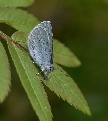 Holly Blue (Celastrina argiolus)