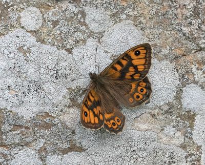 Wall Brown (Lasiommata megera)
