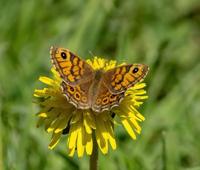 Wall Brown (Lasiommata megera)