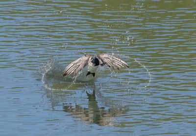 House Martin