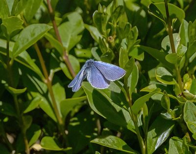 Holly Blue (Celastrina argiolus)
