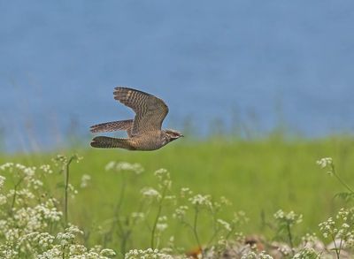 Nightjar