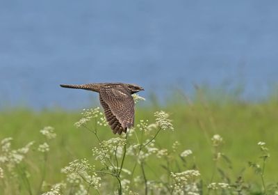 Nightjar