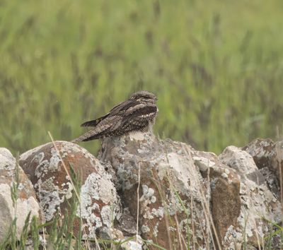 Nightjar