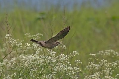 Nightjar