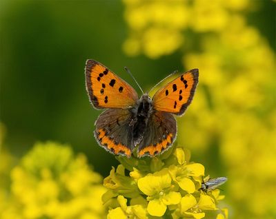 Small Copper (Lycaena phlaeas eleus)