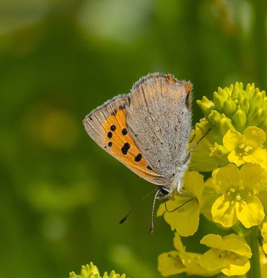 Small Copper (Lycaena phlaeas eleus)