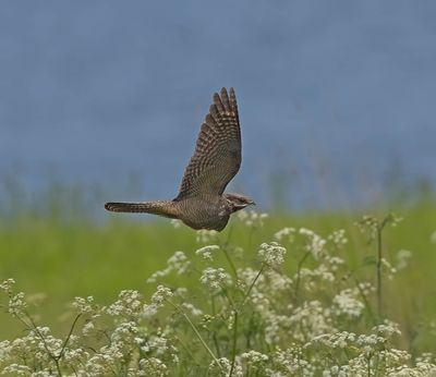 Nightjar