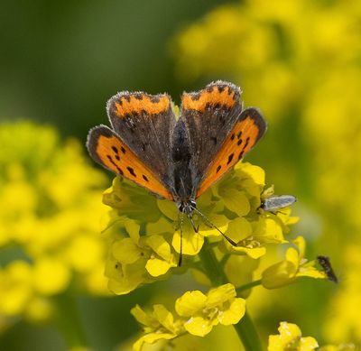 Small Copper (Lycaena phlaeas eleus)