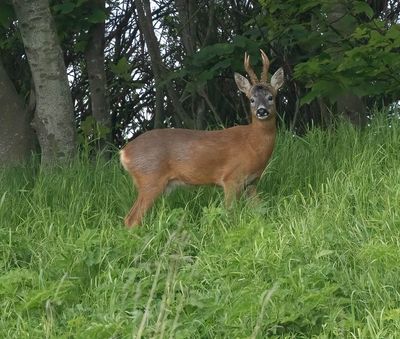 Roe buck