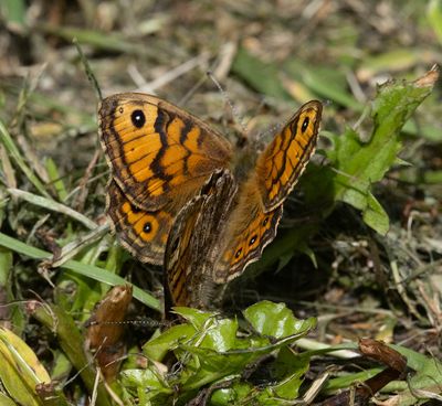 Wall Brown (Lasiommata megera)