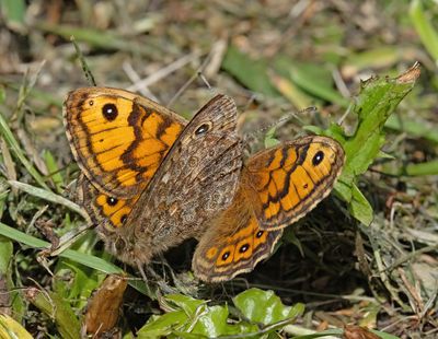 Wall Brown (Lasiommata megera)