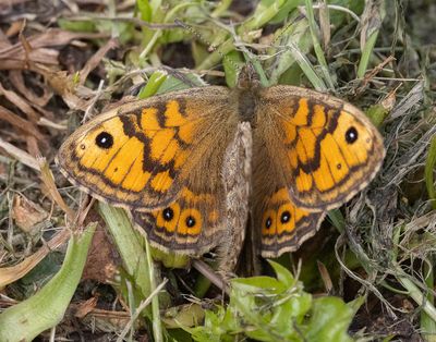 Wall Brown (Lasiommata megera)